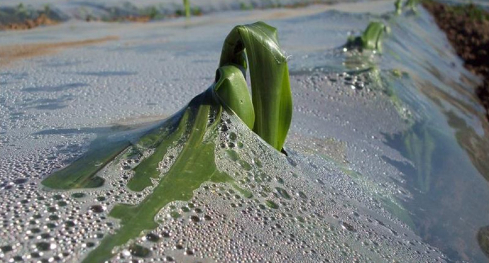 Frost Blanket/Mulch film