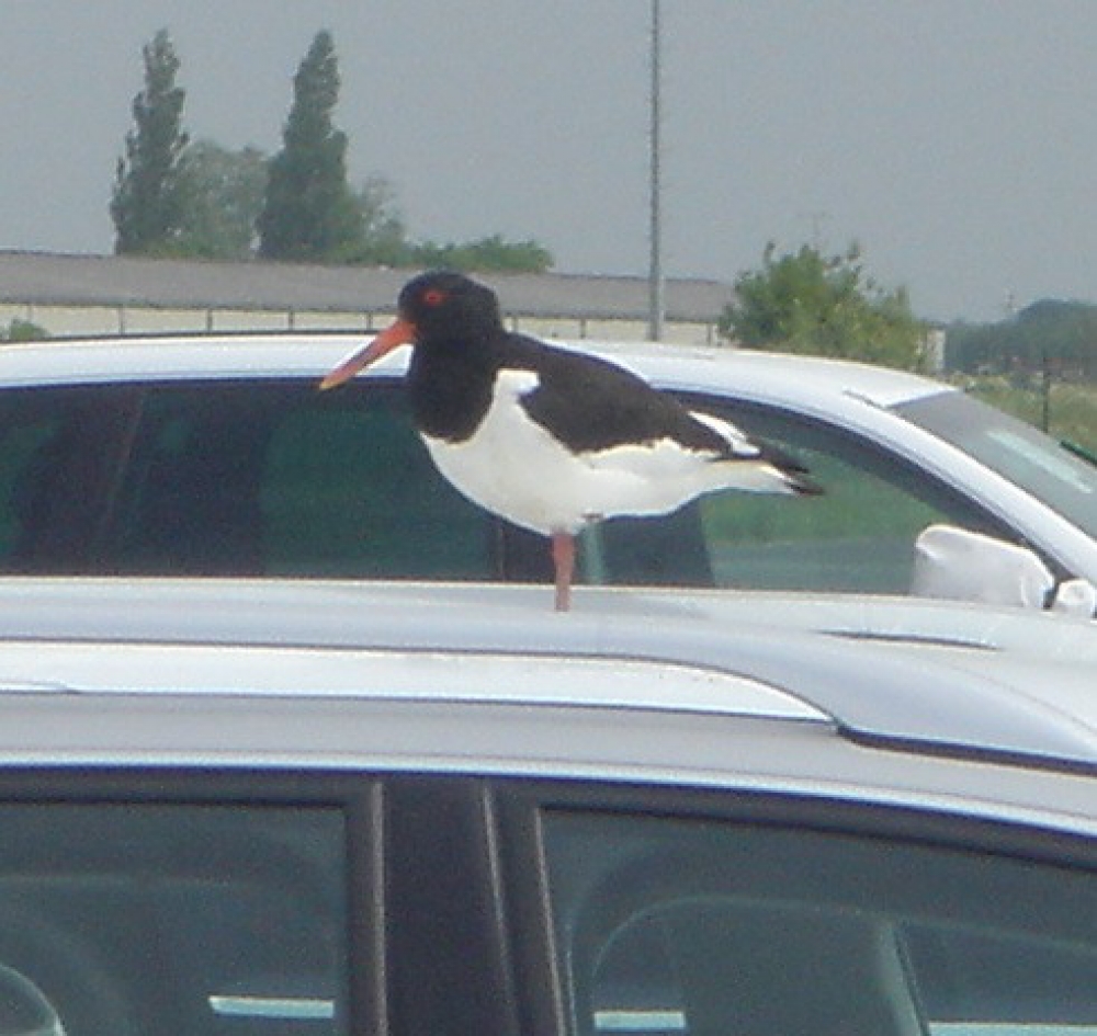 Car Cover