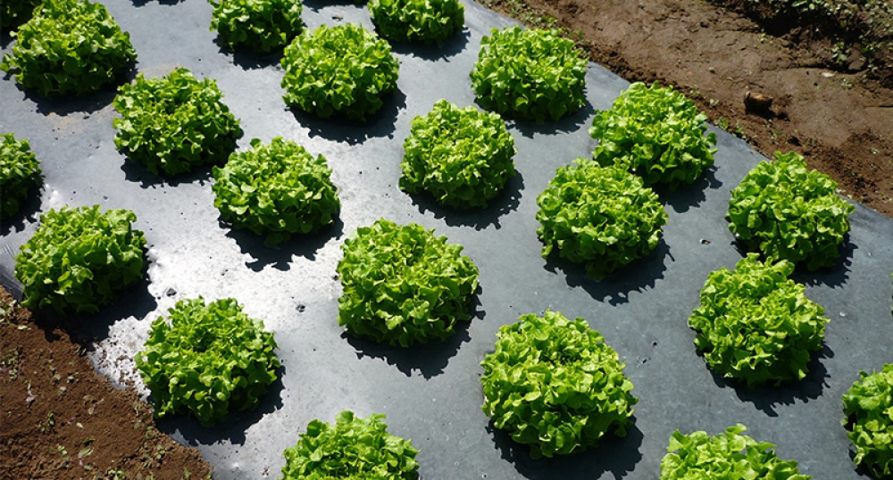 Frost Blanket/Mulch film
