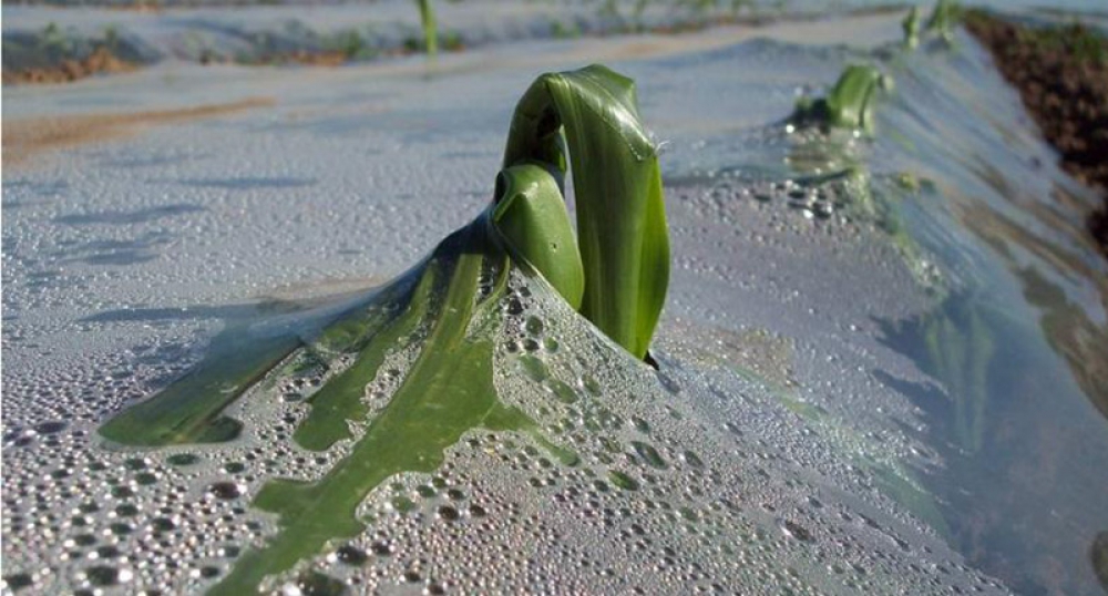 Mulch film