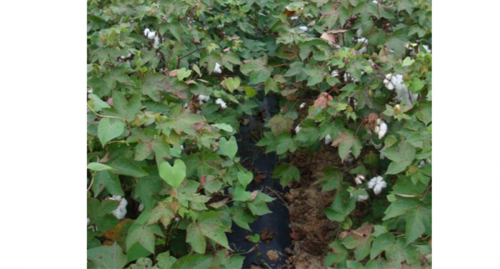 Mulch film