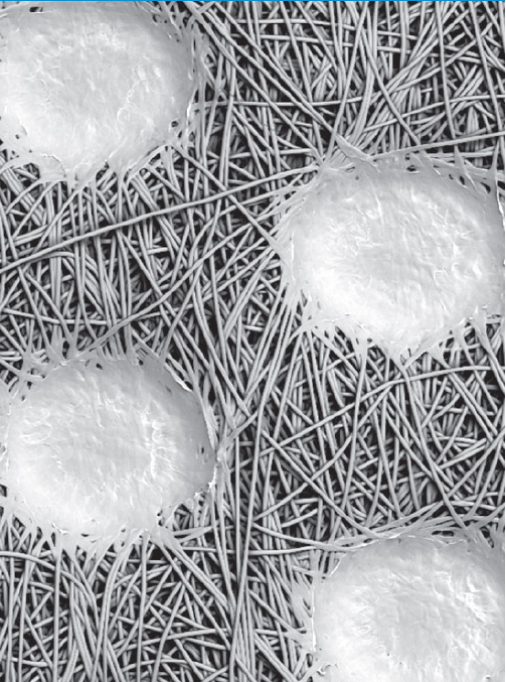 PP SPUNBOND NONWOVEN